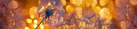Кухонный фартук Мерцание Одуванчики золотистые 3 серебро в Удачном - udachnyj.katalogmebeli.com | фото 1