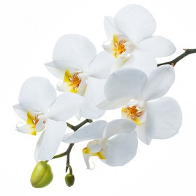 Стол обеденный Танго белый/Орхидея в Удачном - udachnyj.katalogmebeli.com | фото 3